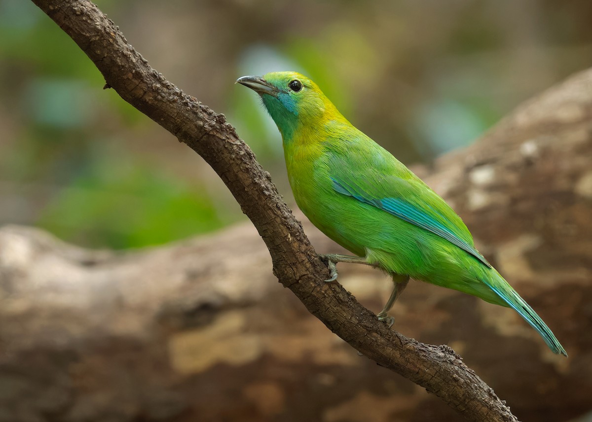Blue-winged Leafbird - Ayuwat Jearwattanakanok