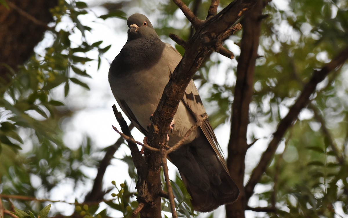 Rock Pigeon (Feral Pigeon) - ML59836211