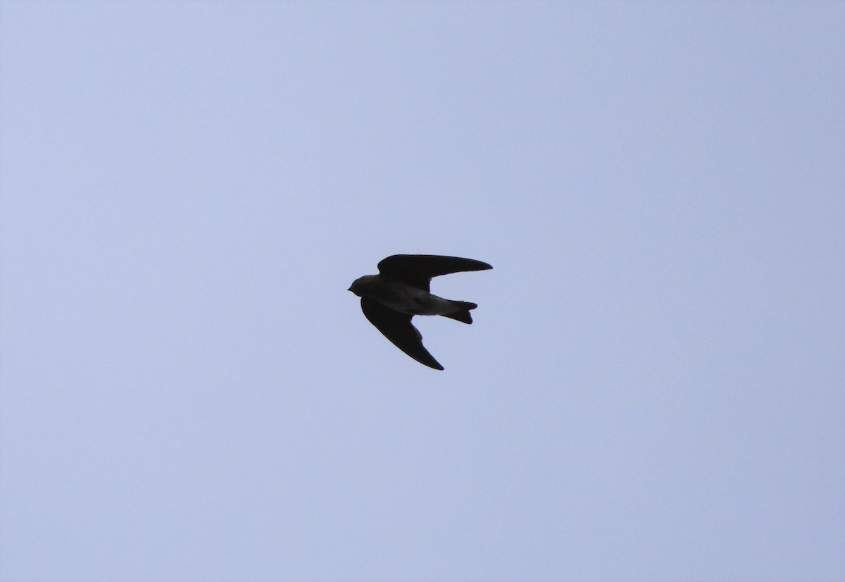 Northern Rough-winged Swallow - ML59836271