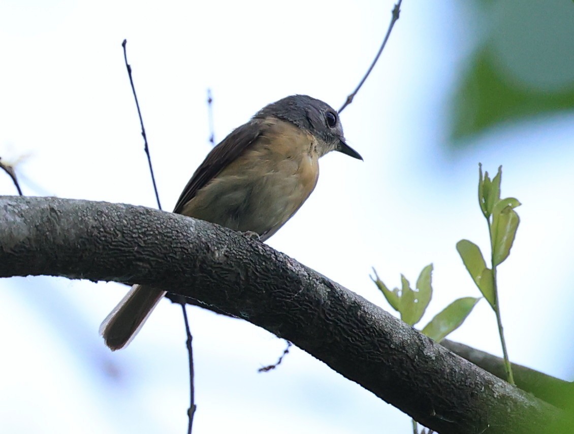 Pale-chinned Flycatcher - ML598363841