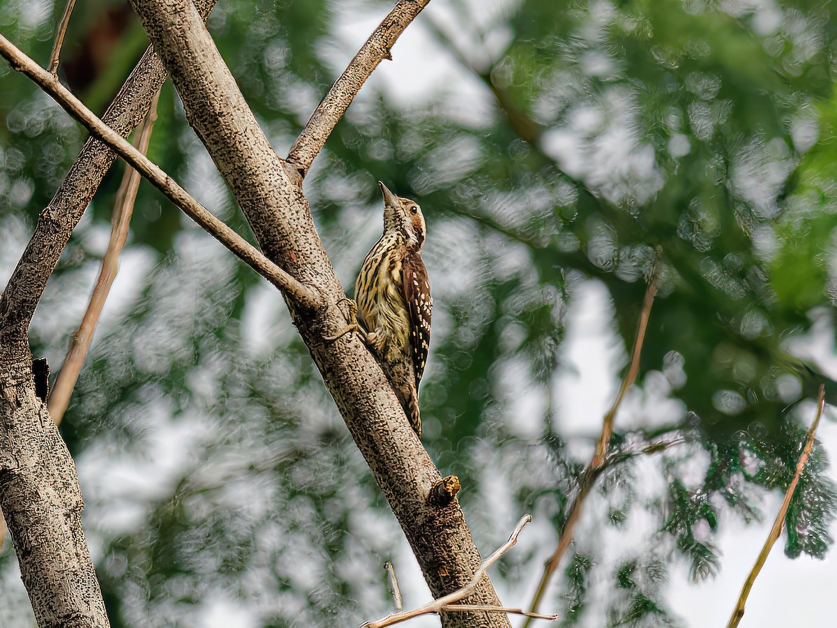 Philippine Pygmy Woodpecker - ML598367171