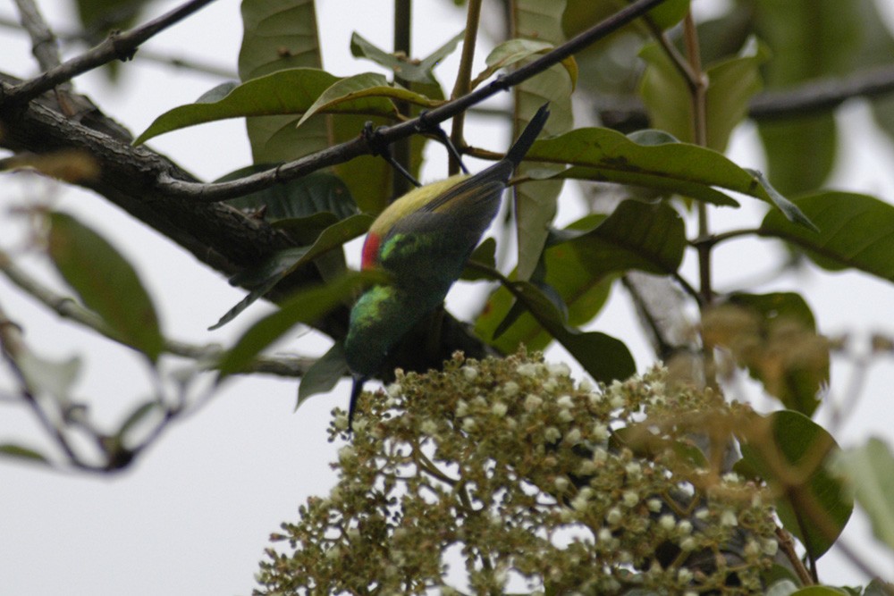 Forest Double-collared Sunbird - ML598370821