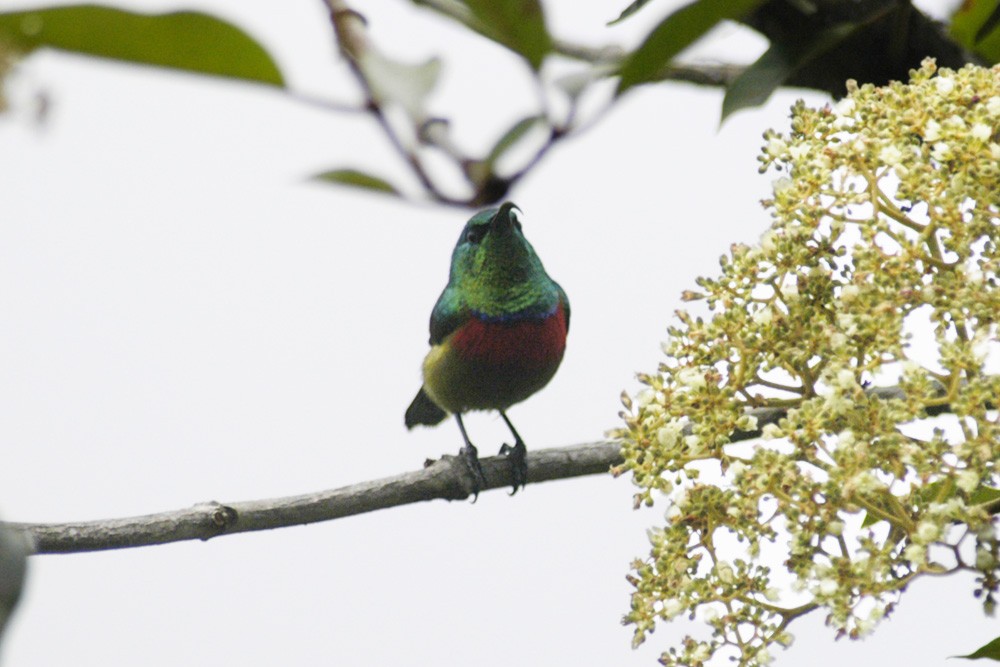 Forest Double-collared Sunbird - ML598370831