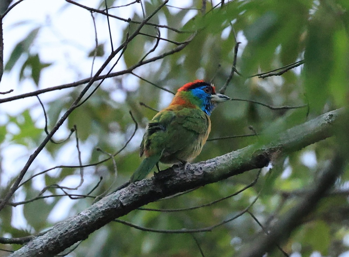 Blue-throated Barbet (Red-crowned) - ML598375141