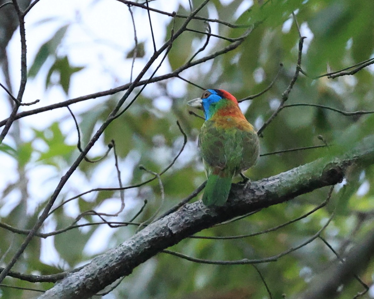 Blue-throated Barbet (Red-crowned) - ML598375151