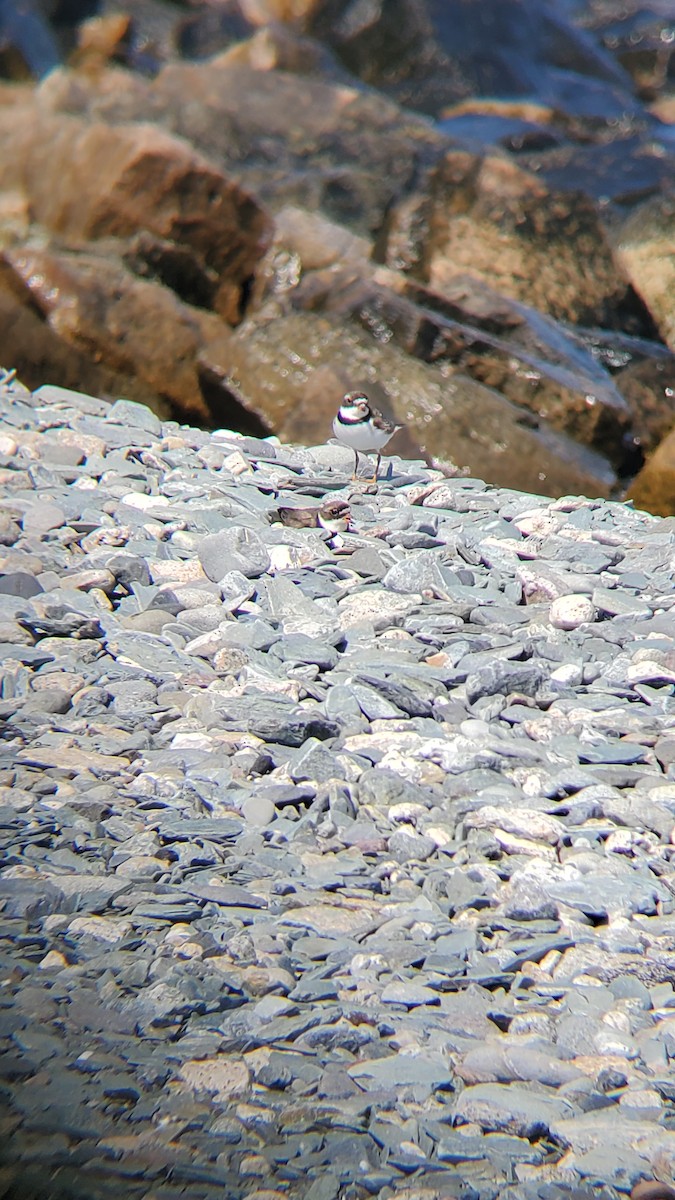 Piping Plover - ML598375431