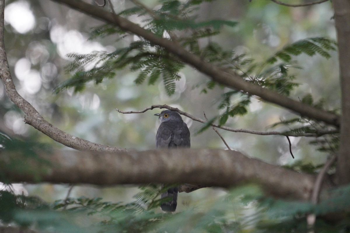 Common Hawk-Cuckoo - ML598375931