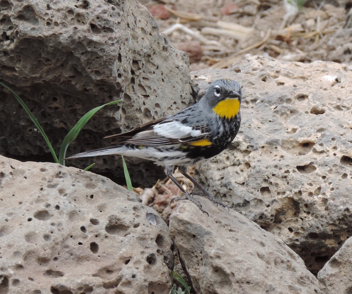 Yellow-rumped Warbler (Audubon's) - ML59837901