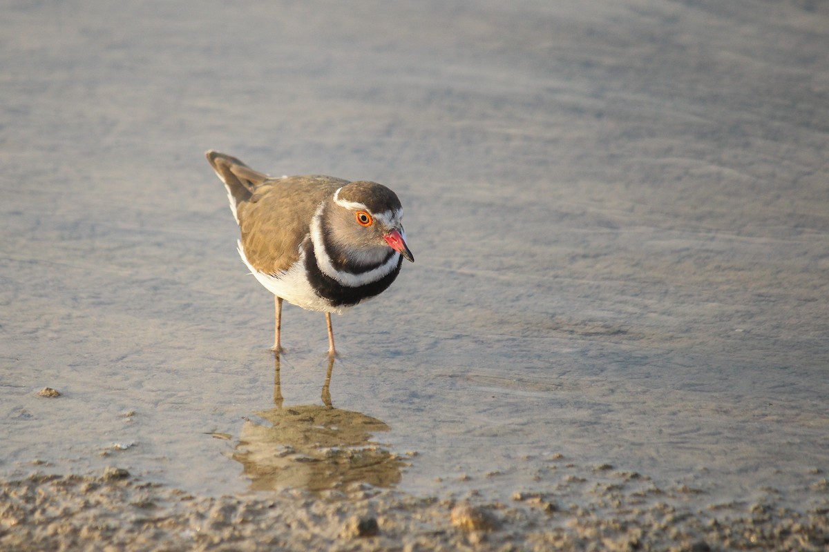 Three-banded Plover - ML598381391