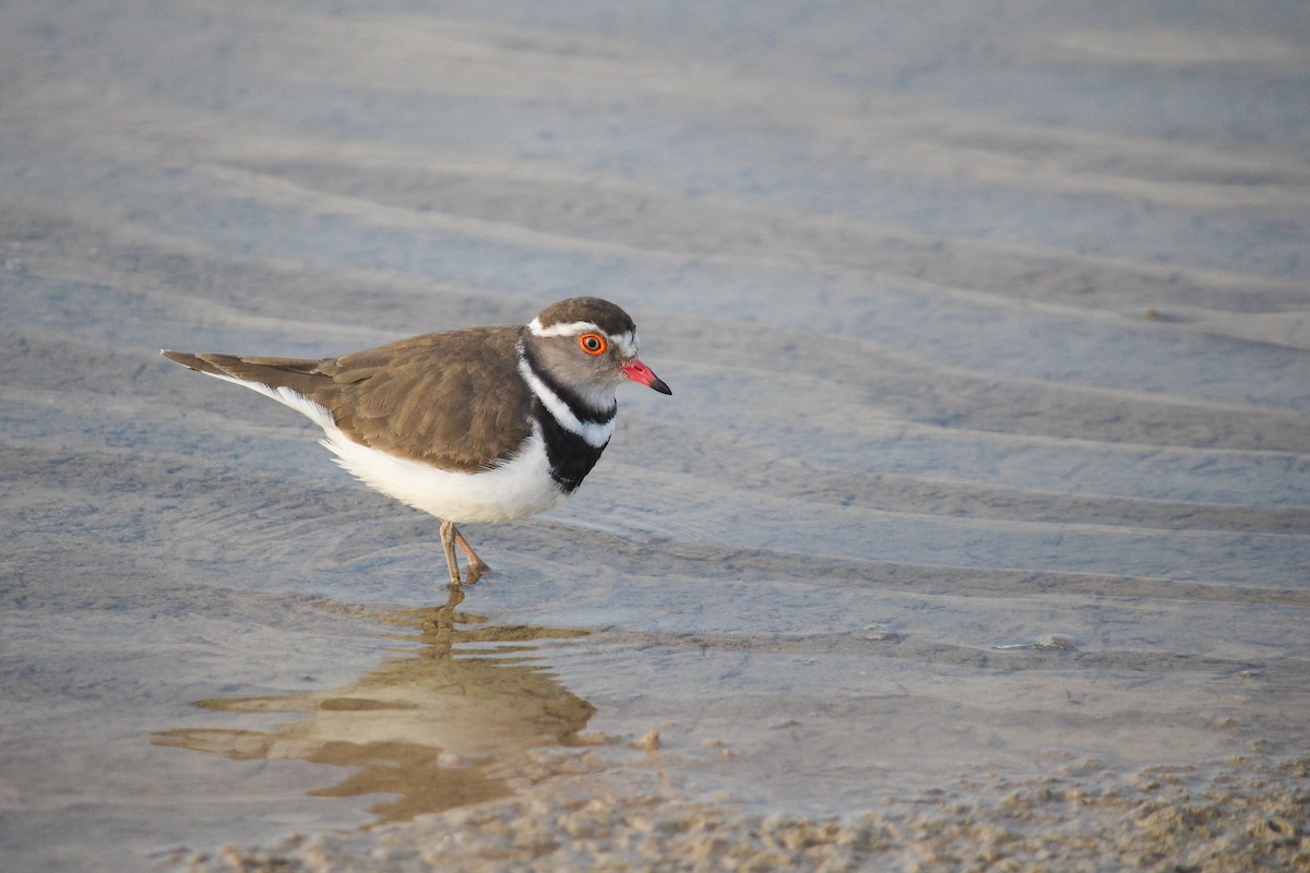 Three-banded Plover - ML598381401