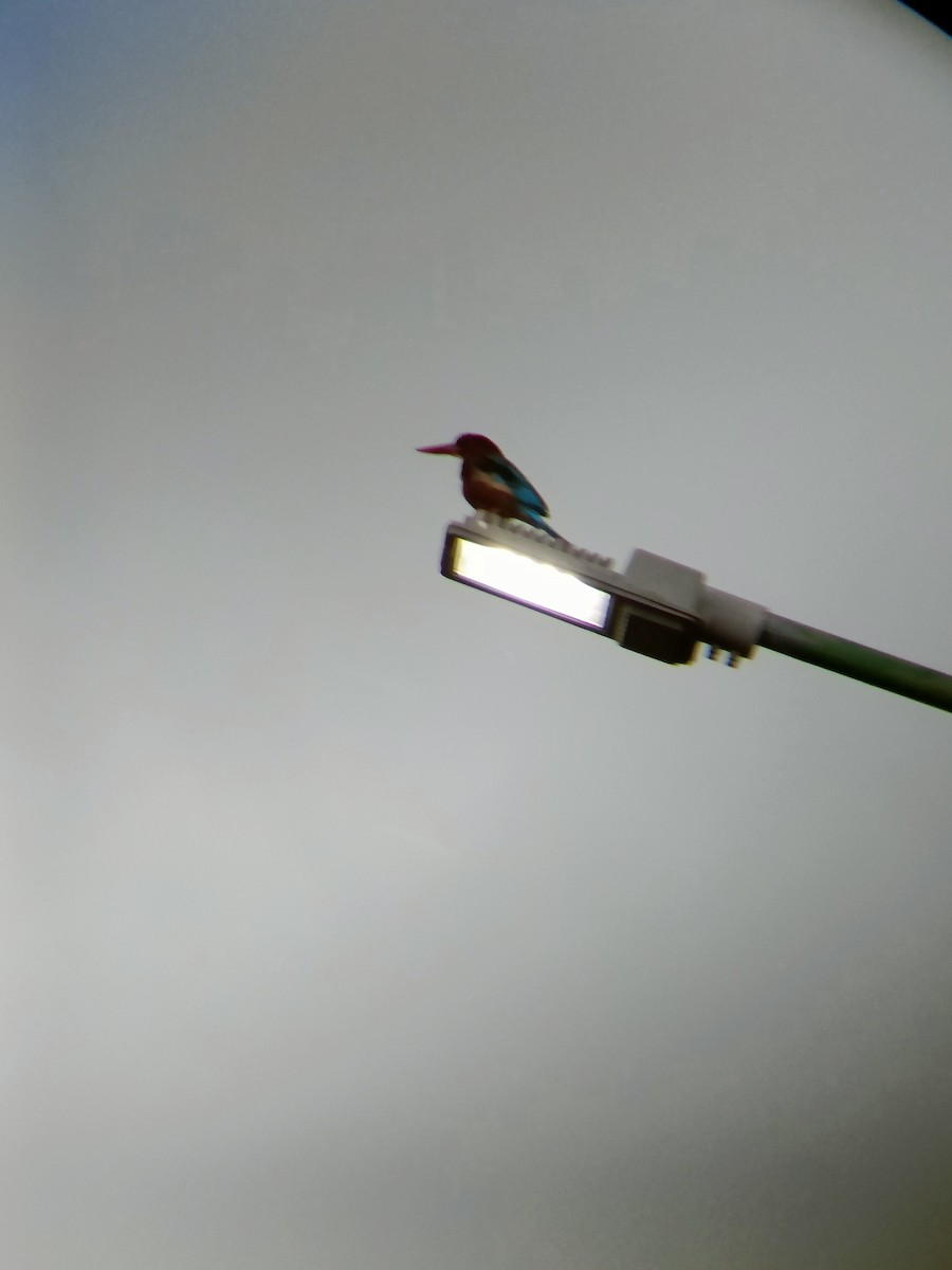 White-throated Kingfisher - ML598385441