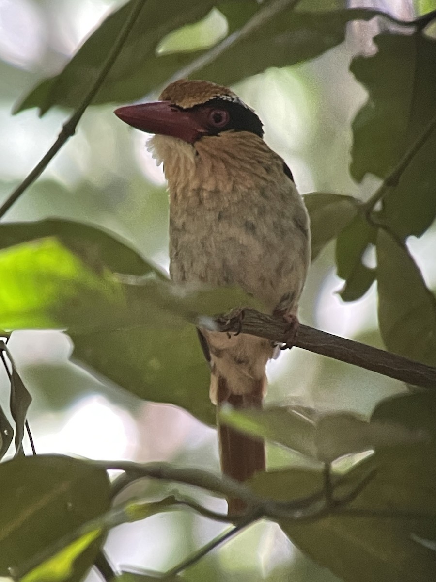 Sulawesi Lilac Kingfisher - ML598385891