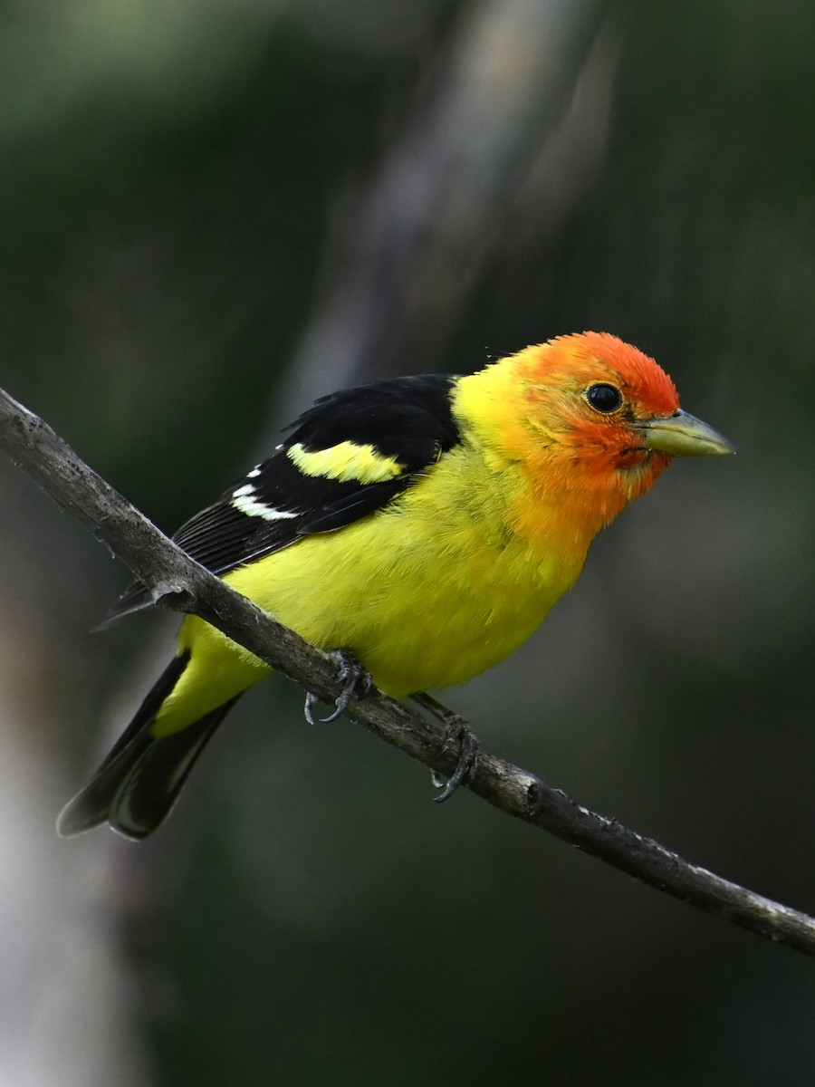 Western Tanager - ML598386041