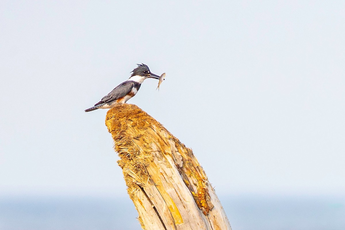 Belted Kingfisher - ML598397711