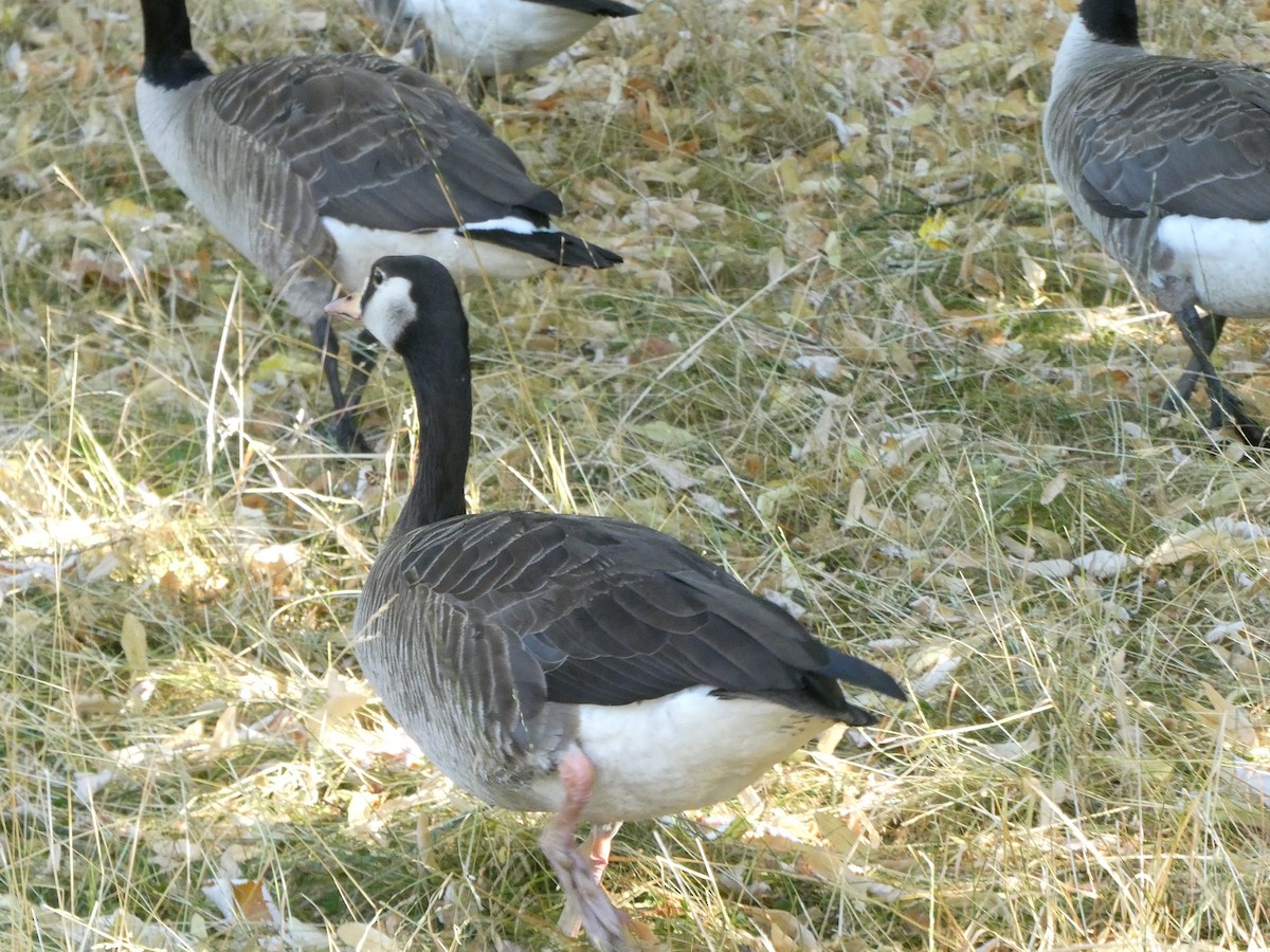 Graylag x Canada Goose (hybrid) - ML598398151