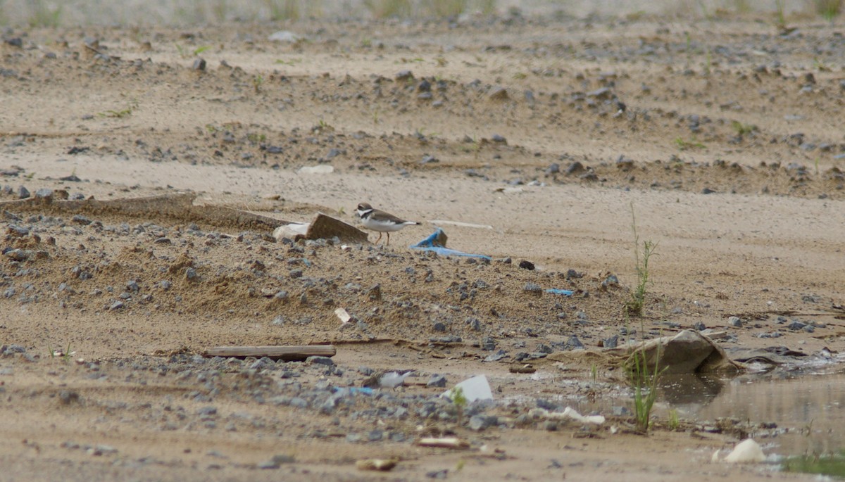 Semipalmated Plover - Lance Runion 🦤