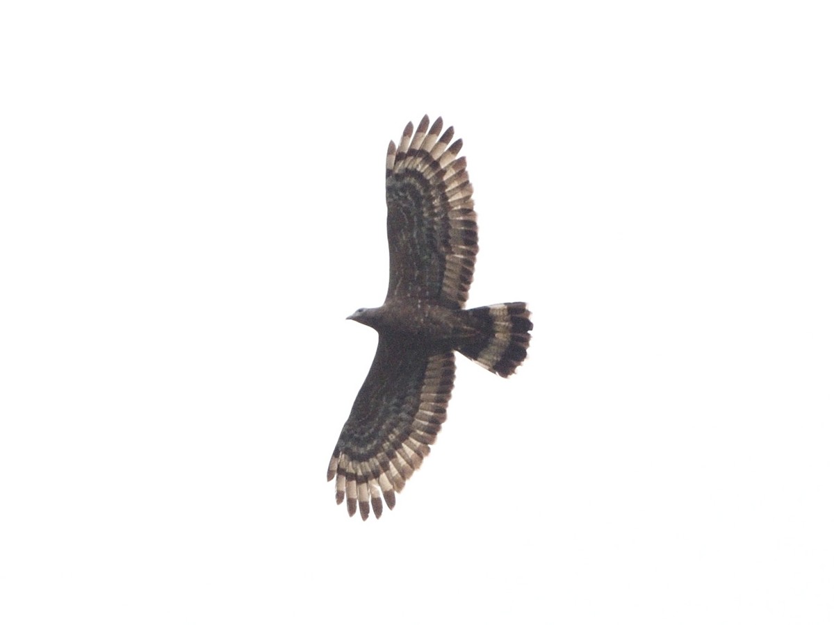 Crested Serpent-Eagle - ML598400321