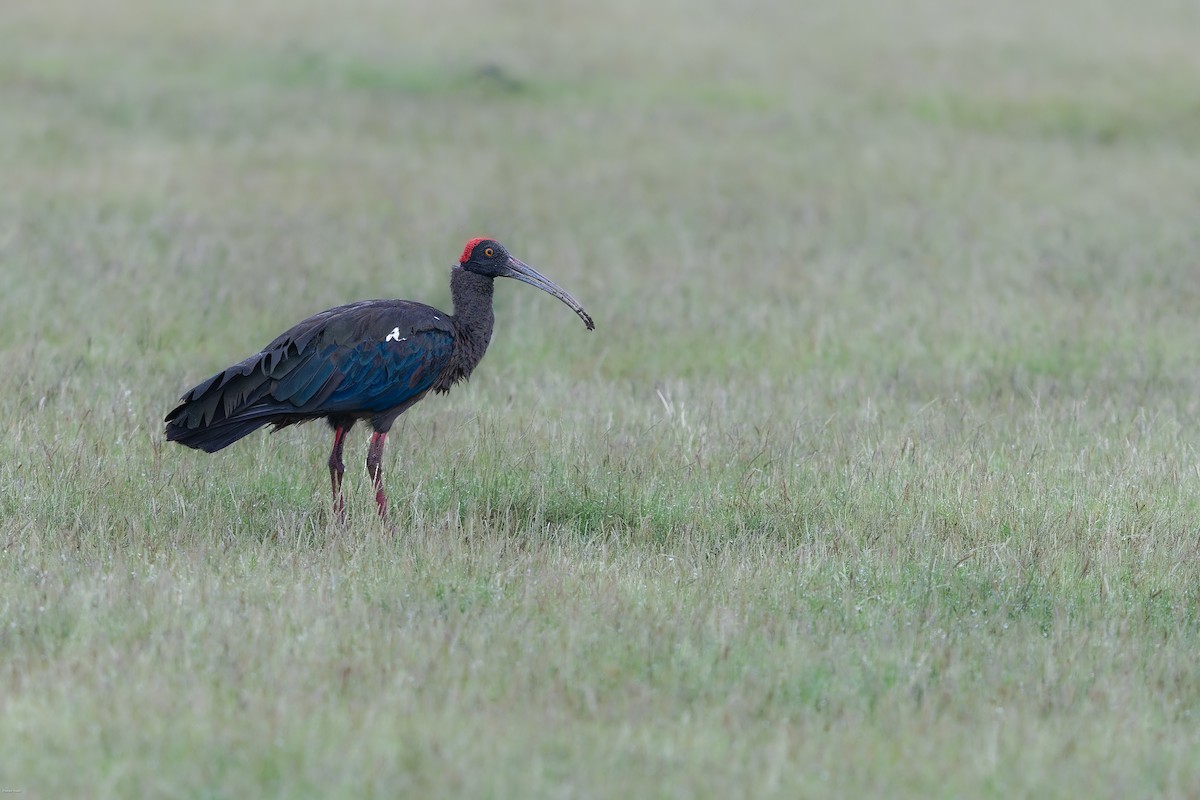 Red-naped Ibis - ML598404381