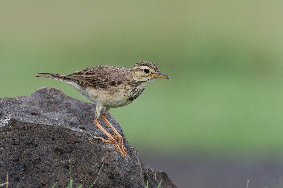 Paddyfield Pipit - ML598404921