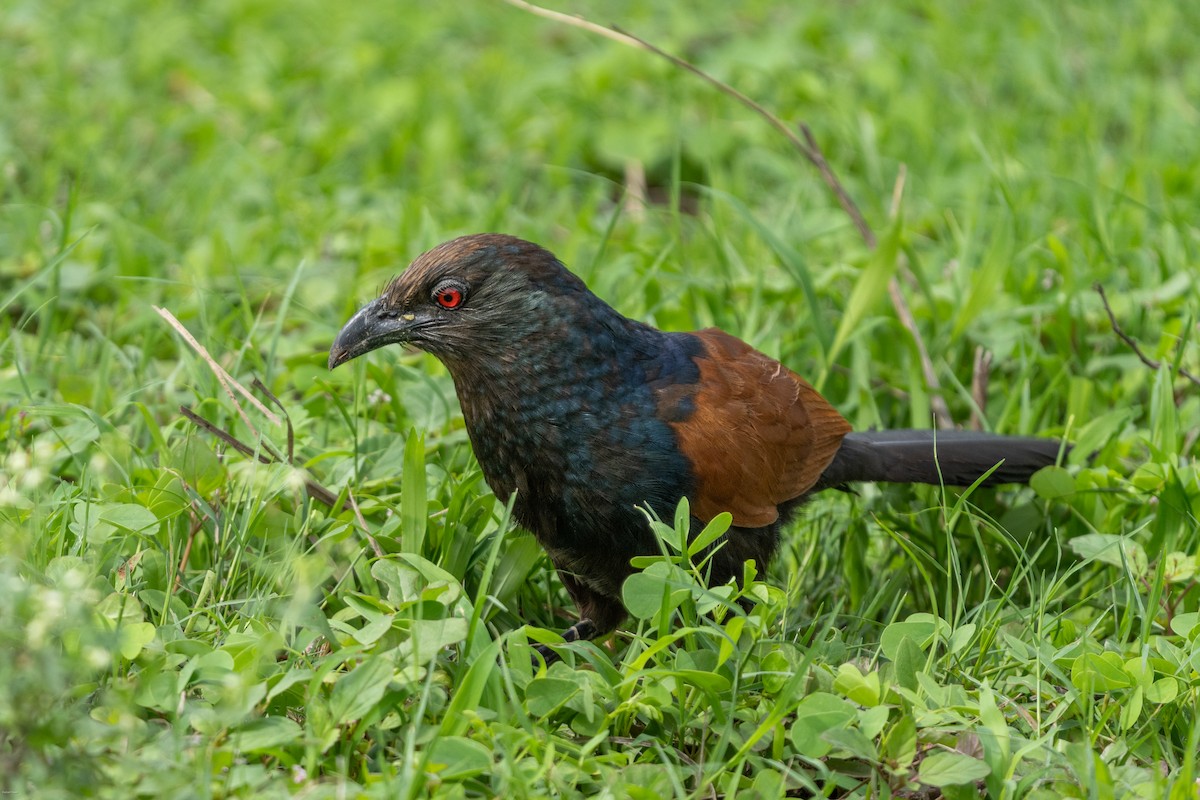 Greater Coucal (Southern) - ML598405031
