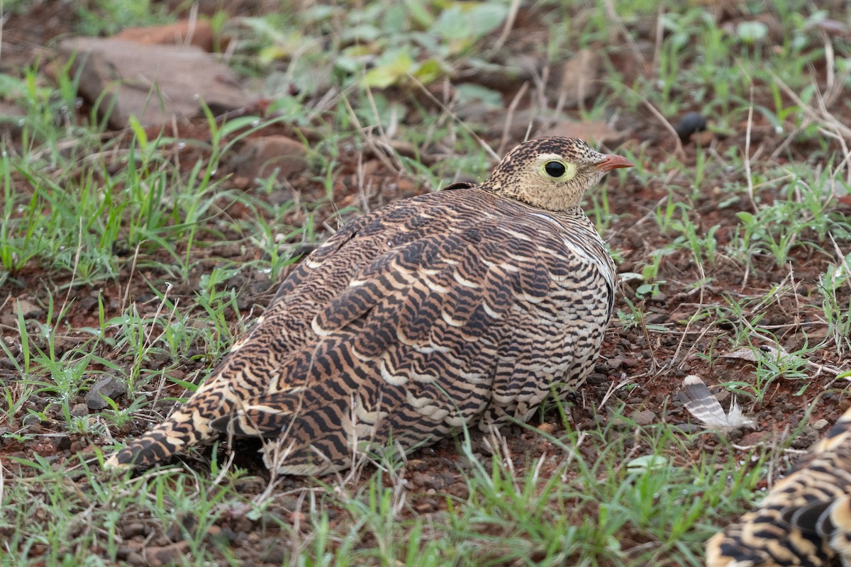 Painted Sandgrouse - ML598405131