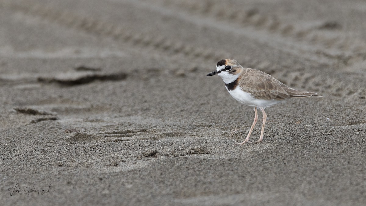 Collared Plover - ML598407161