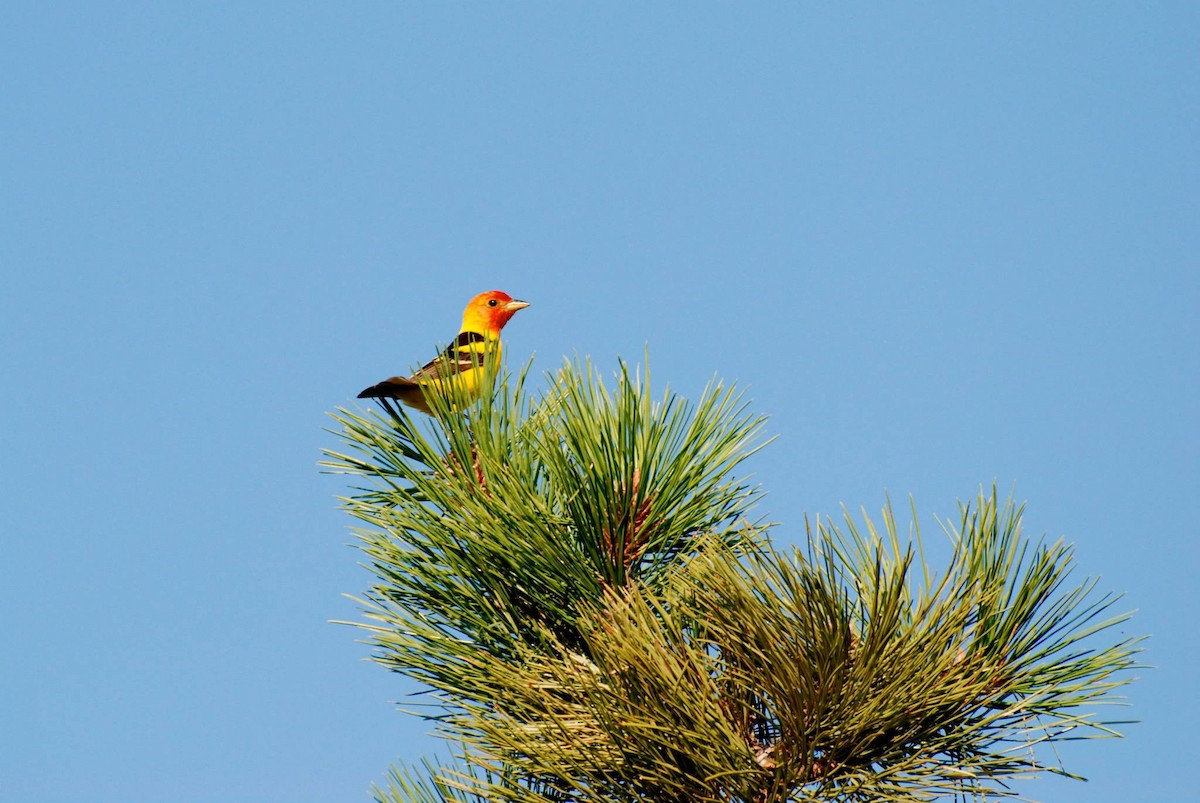Western Tanager - ML598413871