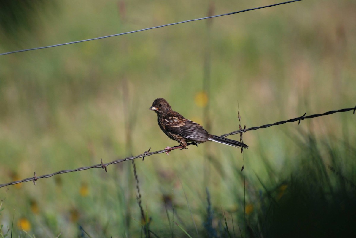 Spotted Towhee - ML598414711