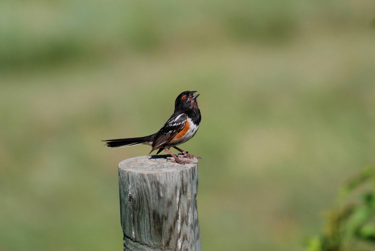 Spotted Towhee - ML598414721