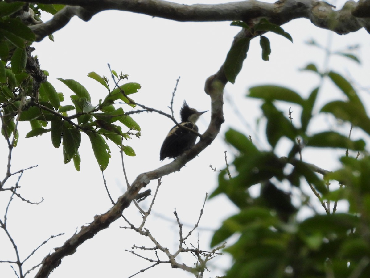 Heart-spotted Woodpecker - ML598416511
