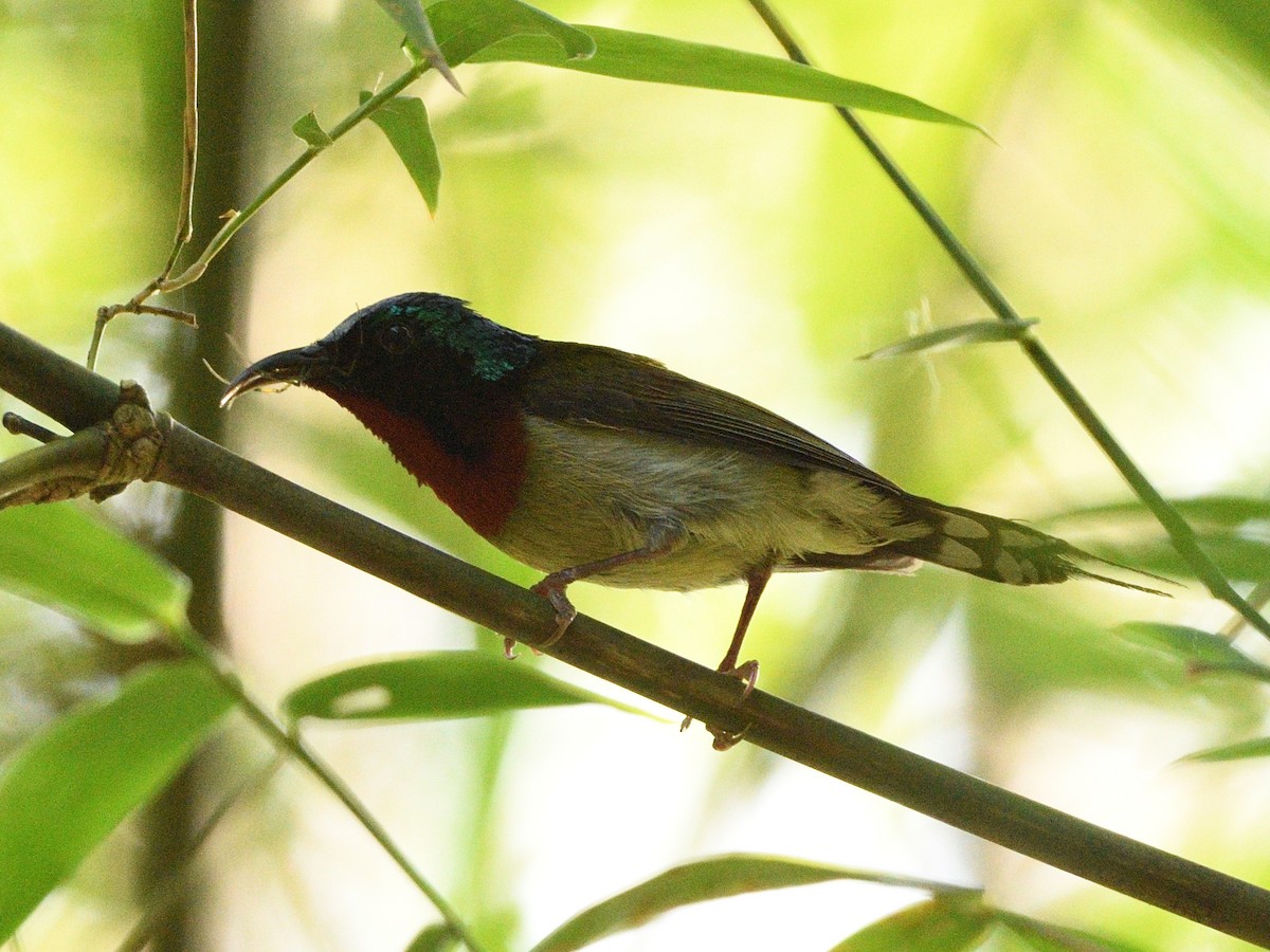 Fork-tailed Sunbird - ML598419411