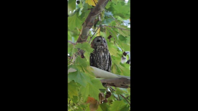 Tawny Owl - ML598419581