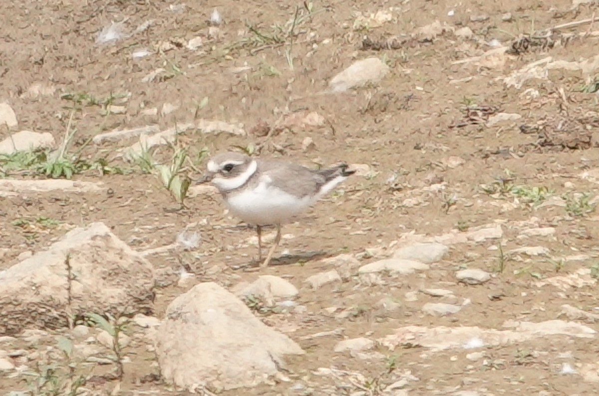 Common Ringed Plover - ML598420771