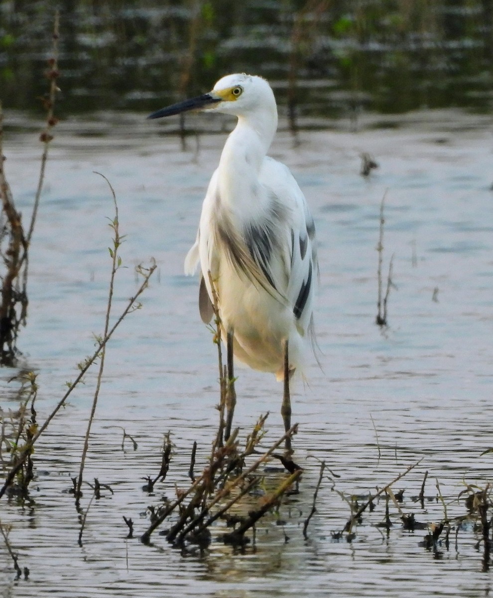 Little Blue Heron x Snowy Egret (hybrid) - ML598421171