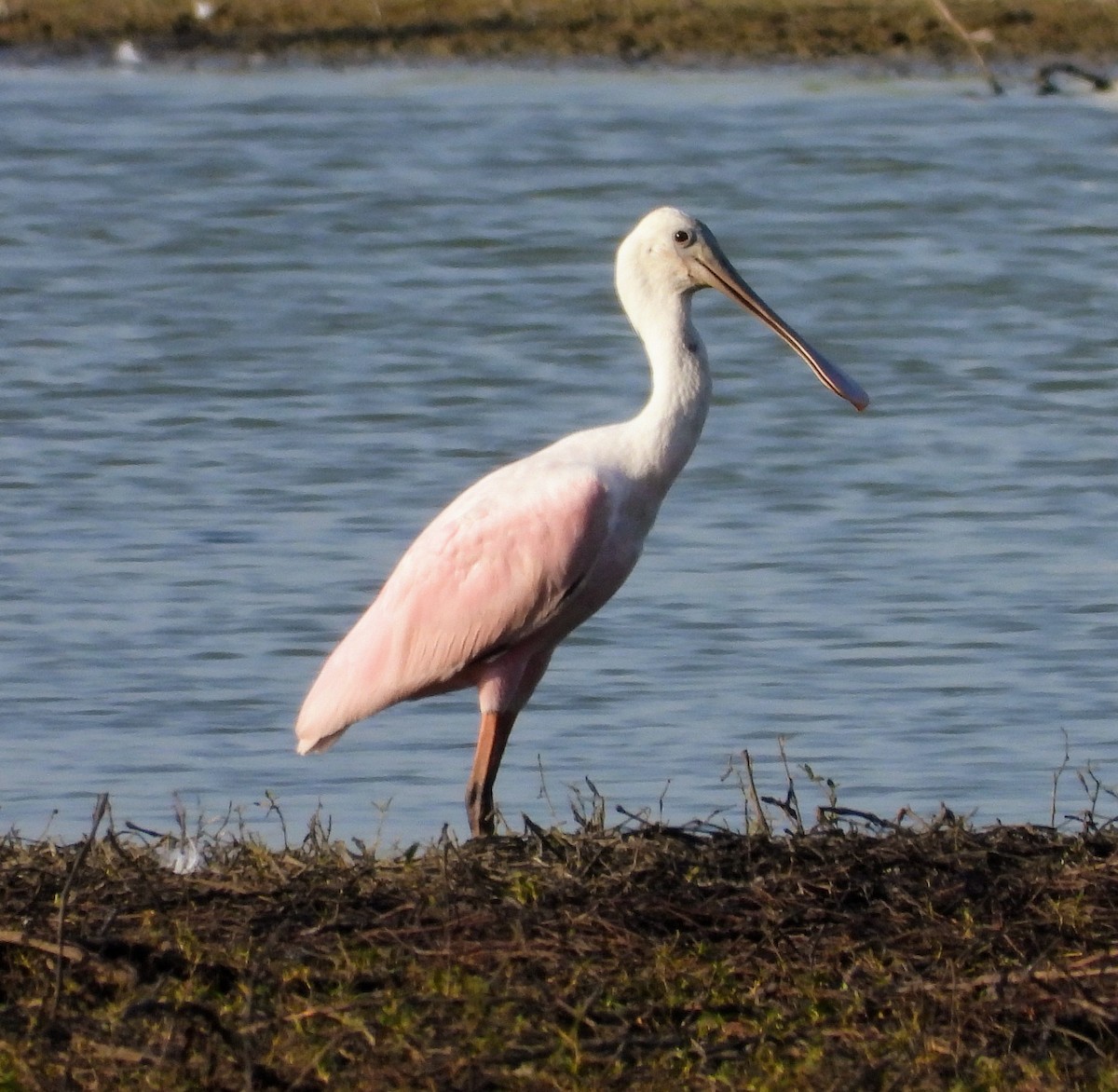 Roseate Spoonbill - Conway Hawn