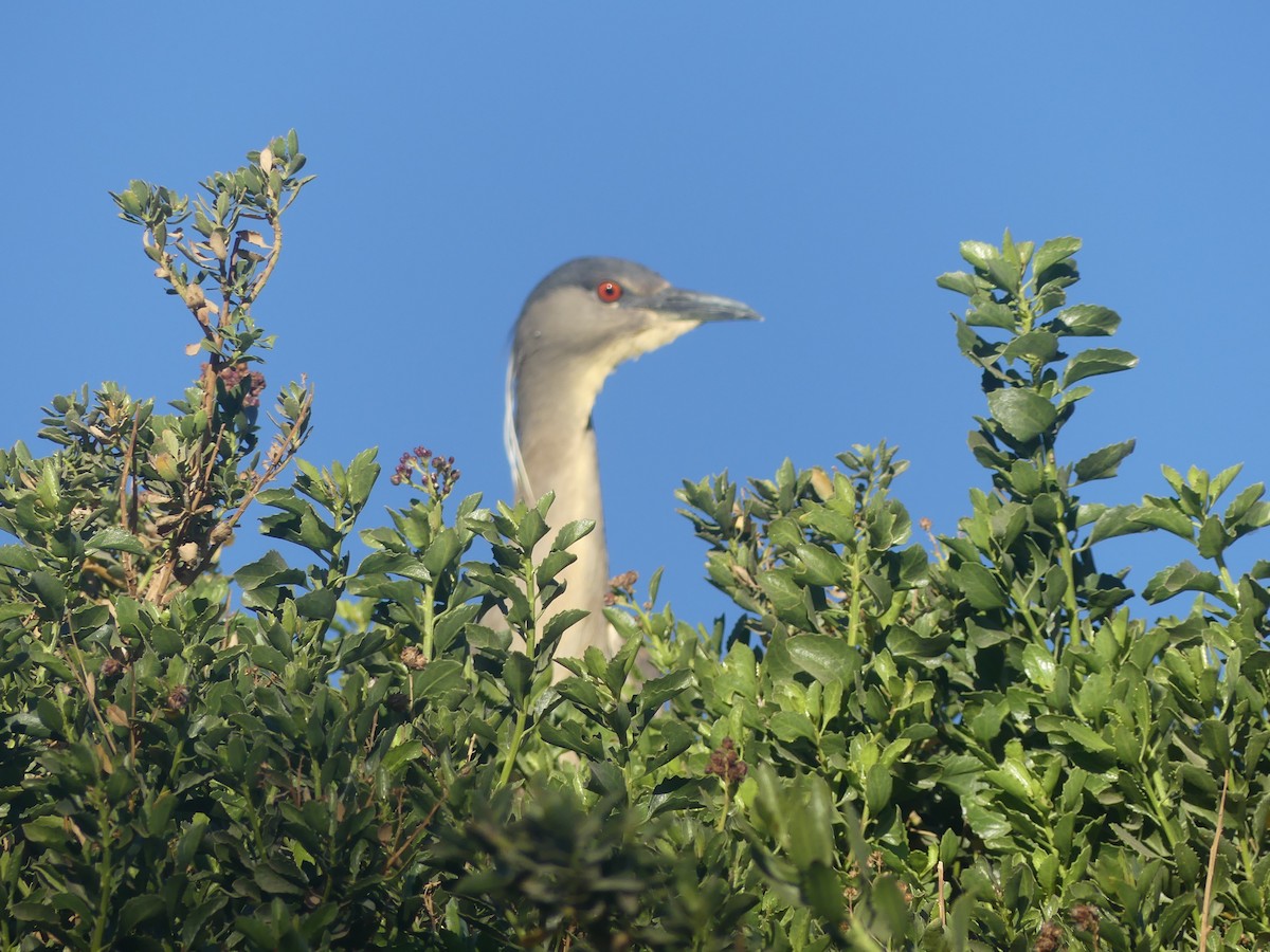 Black-crowned Night-Heron - ML598422021
