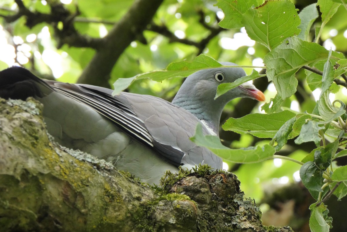 Common Wood-Pigeon - Pipilo erythrophthalmus