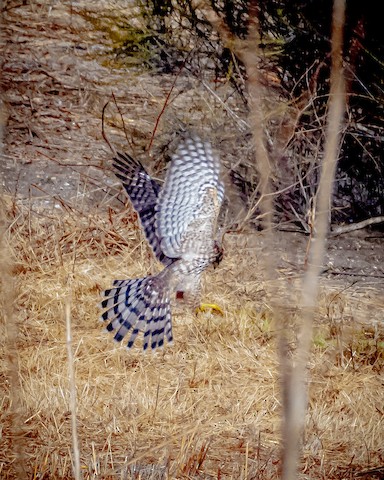 Cooper's Hawk - James Kendall