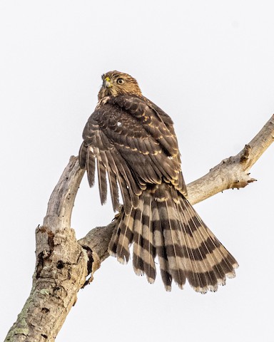 Cooper's Hawk - James Kendall