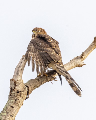 Cooper's Hawk - James Kendall