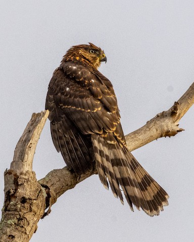 Cooper's Hawk - James Kendall