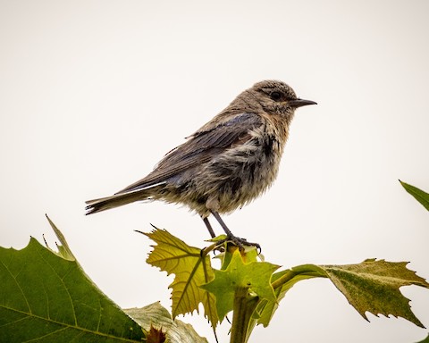 Western Bluebird - James Kendall