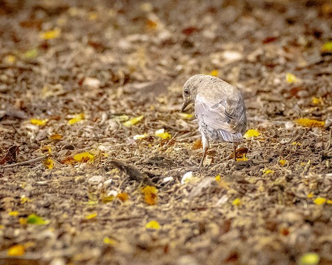 Western Bluebird - James Kendall