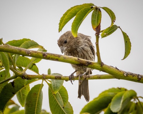 House Finch - James Kendall