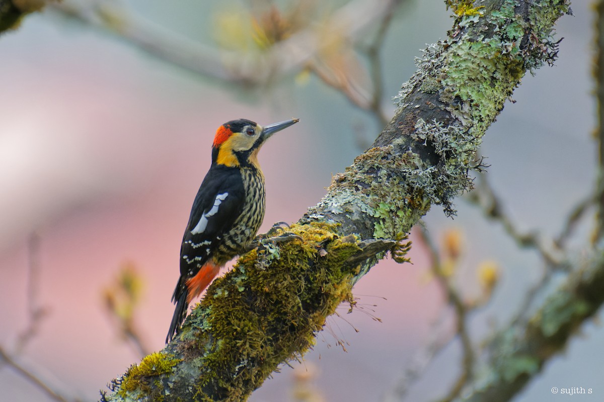 Darjeeling Woodpecker - Sujith S