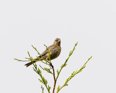 House Finch - James Kendall