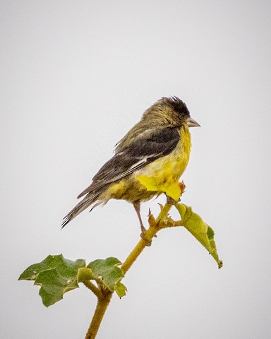 Lesser Goldfinch - James Kendall