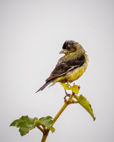 Lesser Goldfinch - James Kendall