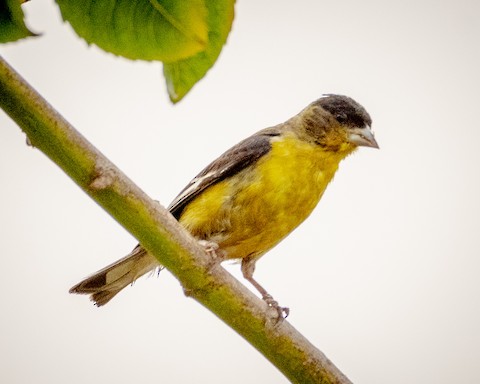 Lesser Goldfinch - James Kendall