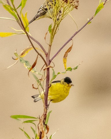 Lesser Goldfinch - James Kendall